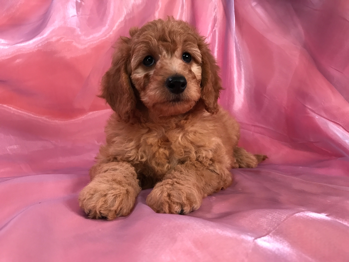 Female Mini Goldendoodle From Iowa for Sale $1500